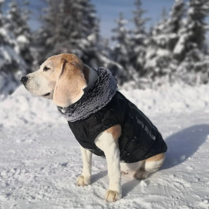 Manteau pour chien oui ou non ?