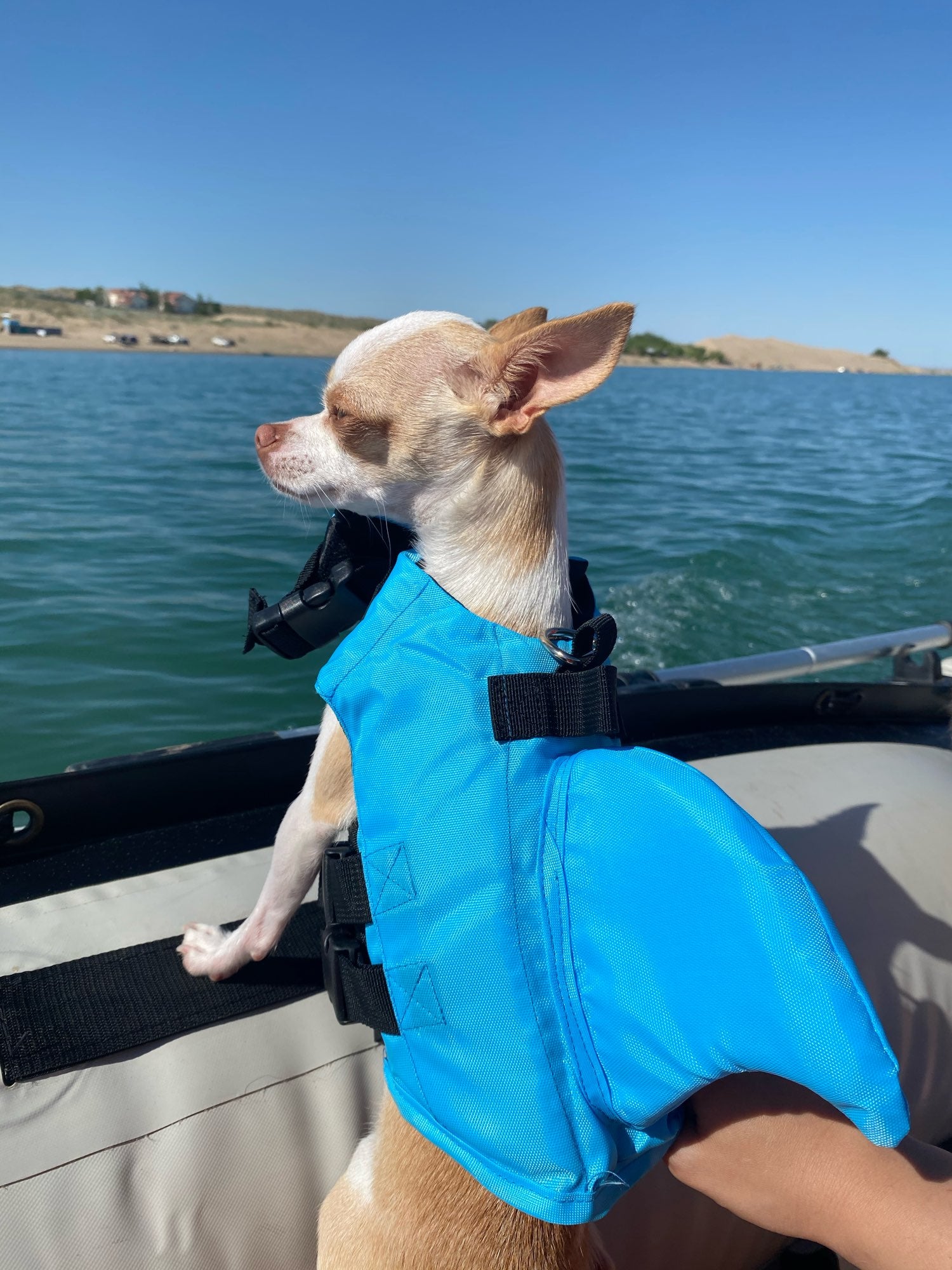 Gilet de sauvetage pour chien, utile ou non ?