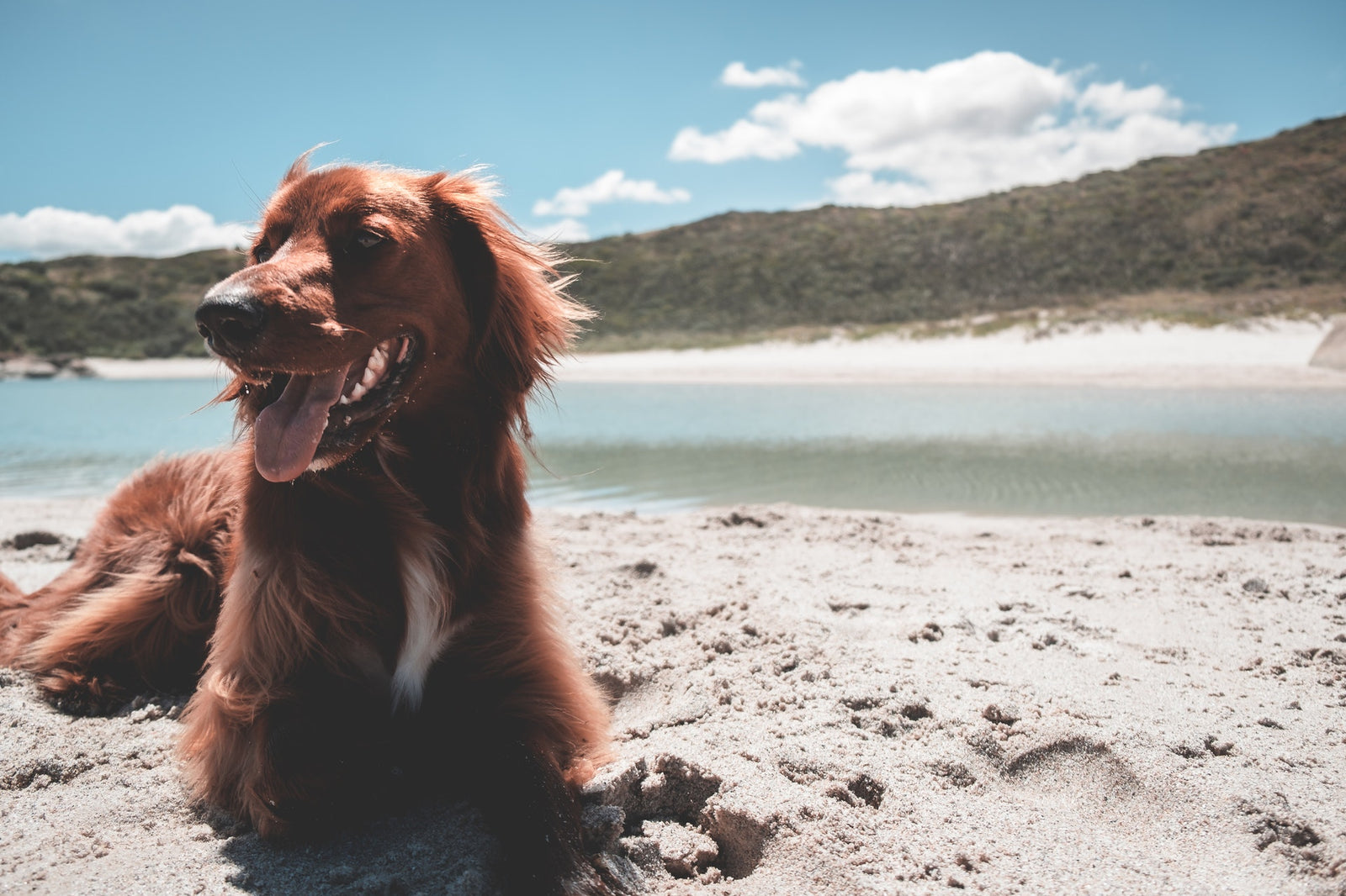Les indispensables de l'été pour votre chien