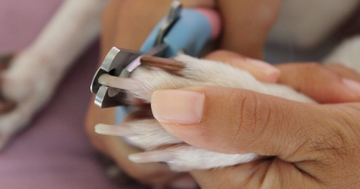 Comment bien et avec quoi couper les griffes de son chien ? ✂️🐕
