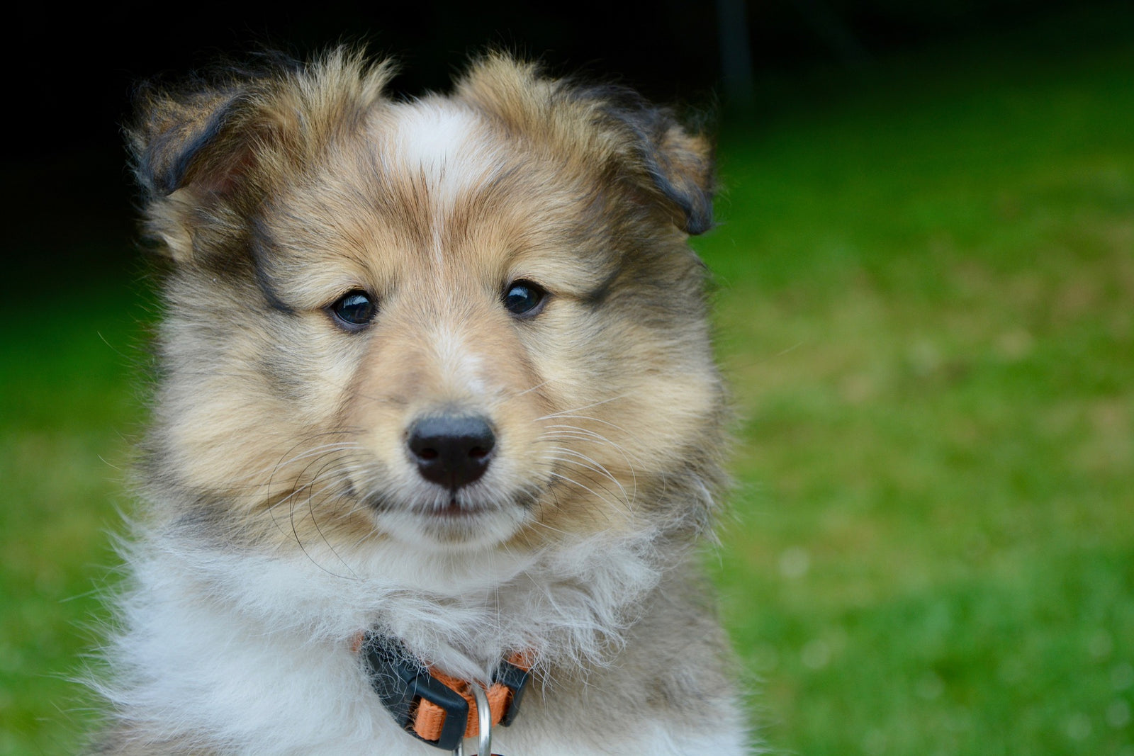 COMMENT BIEN ACCUEILLIR ET SOCIABILISER son chiot lors du confinement ? 🥰🐕