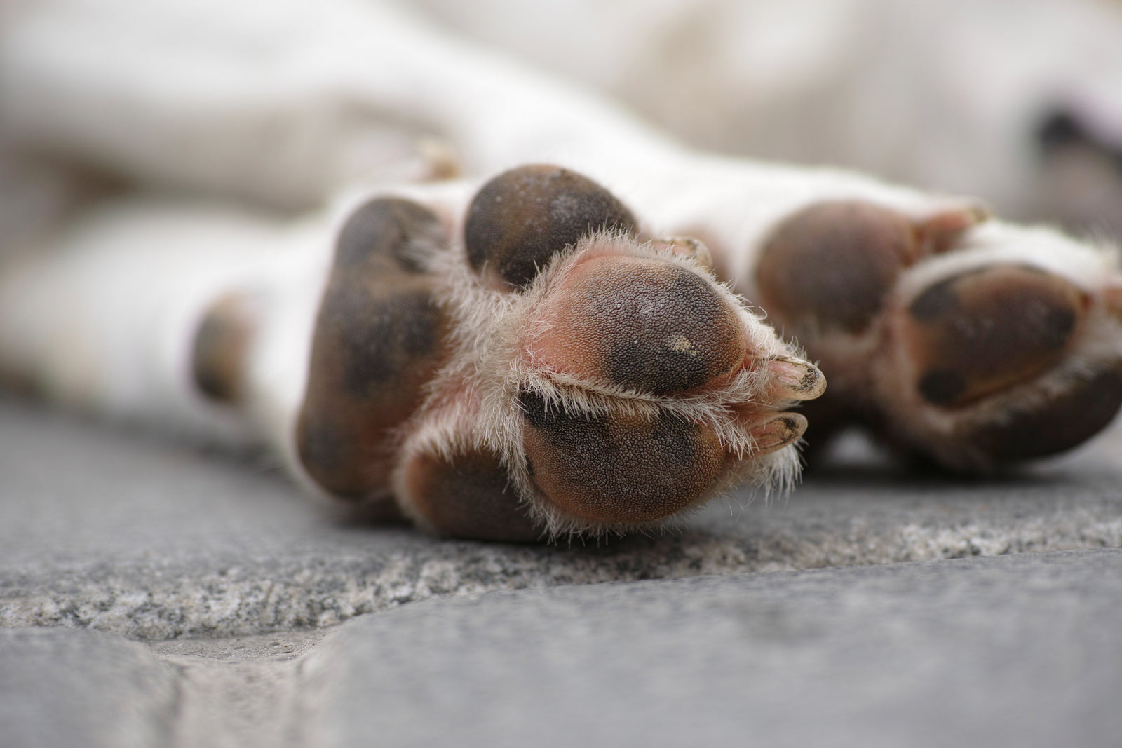 Brûlure des coussinets : comment bien protéger votre chien cet été ?